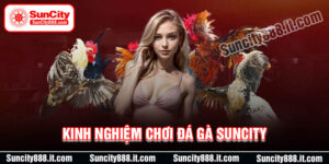 Kinh nghiệm chơi Đá Gà Suncity thắng đậm mỗi ngày